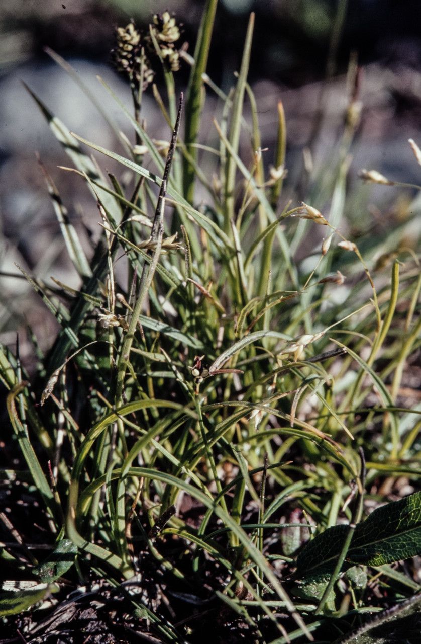 Carex capillaris fruit