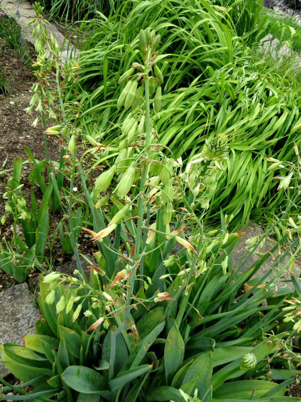 Ornithogalum viridiflorum habit