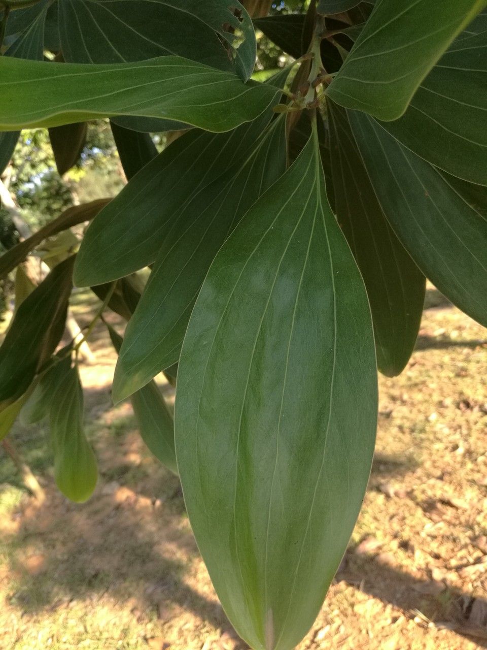 Cinnamomum kotoense leaf