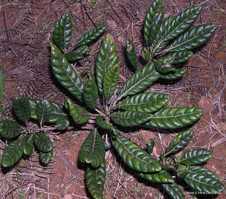 Elaeocarpus bullatus habit