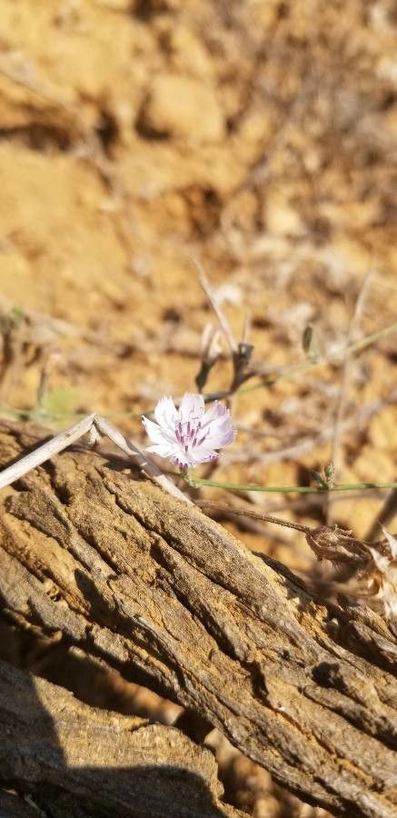 Stephanomeria diegensis flower