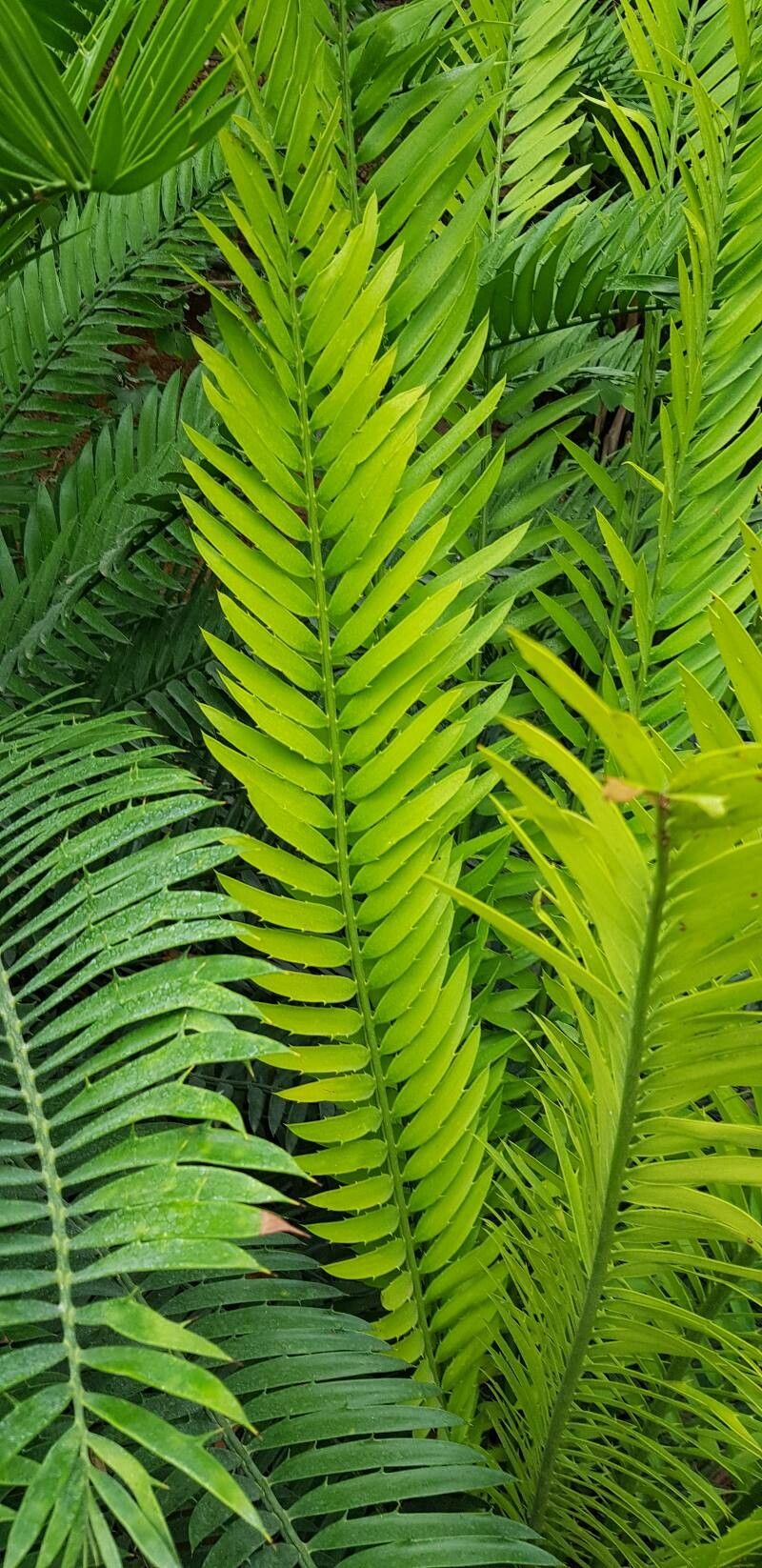 Encephalartos natalensis leaf