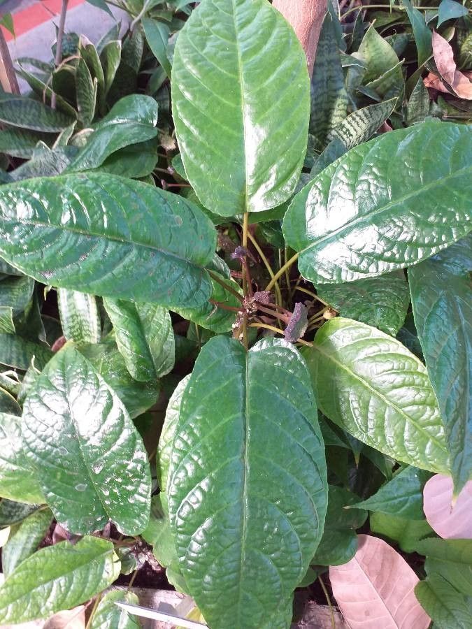 Dorstenia elata leaf