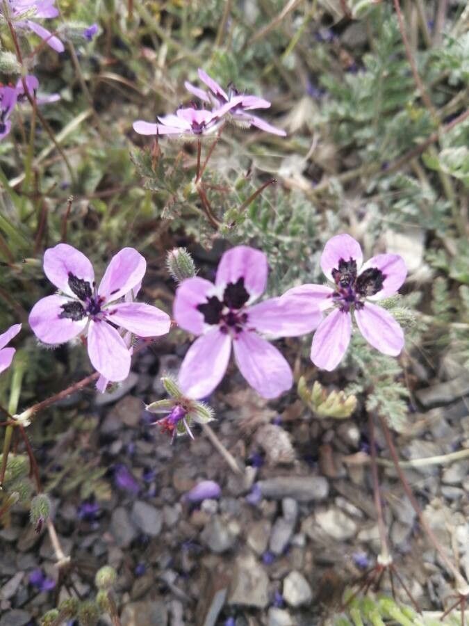 Erodium stellatum flower