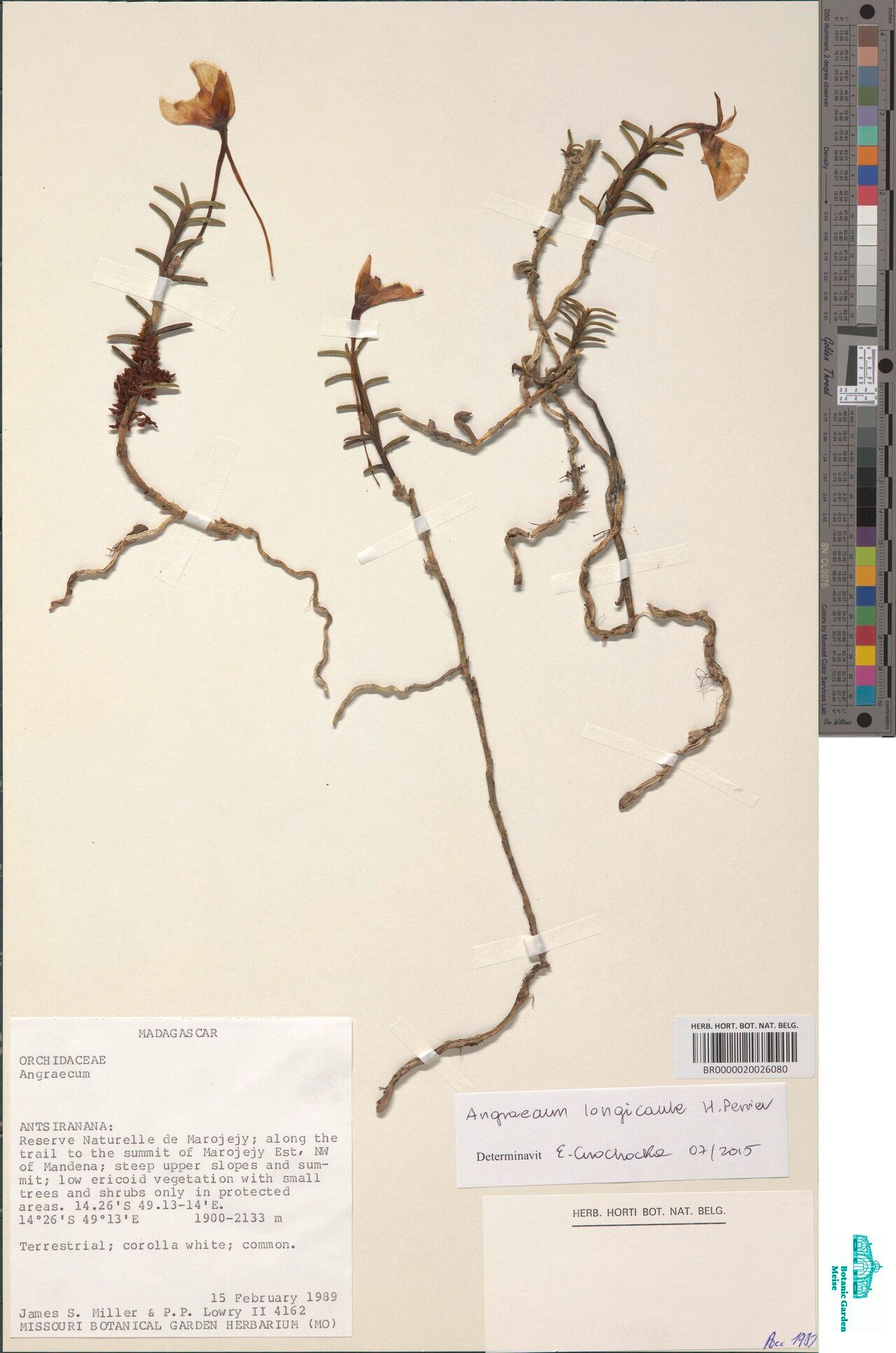 Angraecum longicaule — houseplant care guide