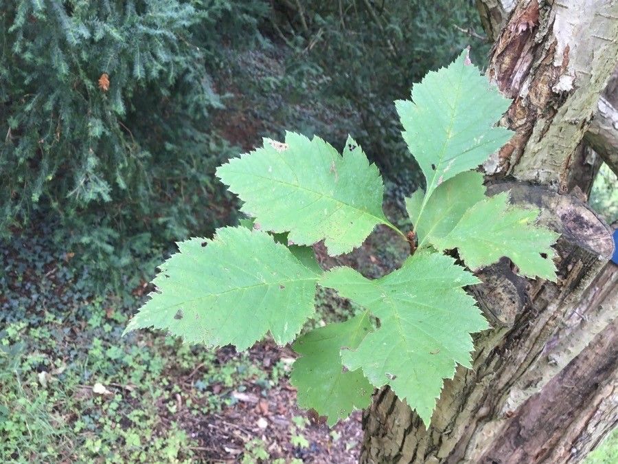 Crataegus chlorosarca — search result for 'Crataegus'