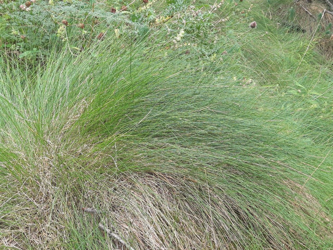 Festuca flavescens — search result for 'Festuca'
