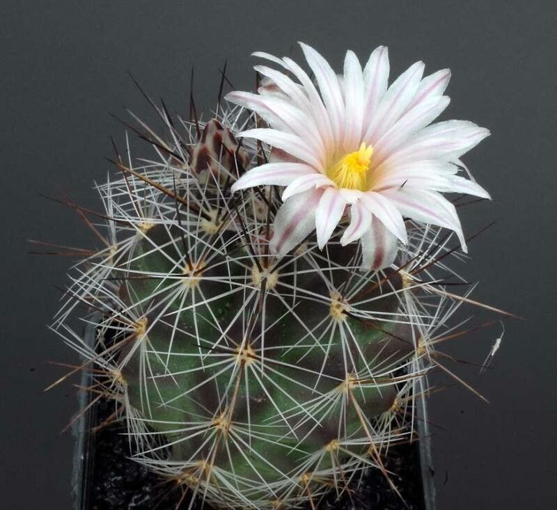 Thelocactus lausseri — houseplant care guide