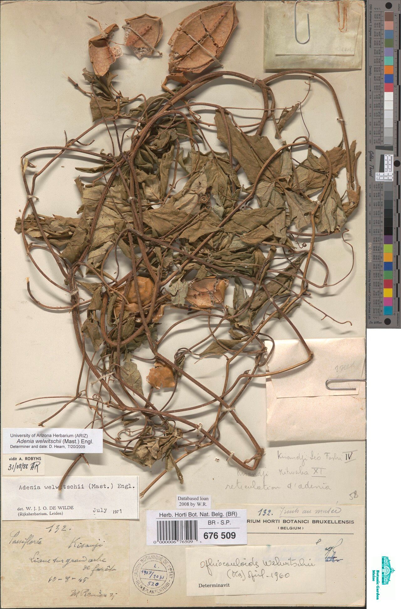 Adenia welwitschii — houseplant care guide