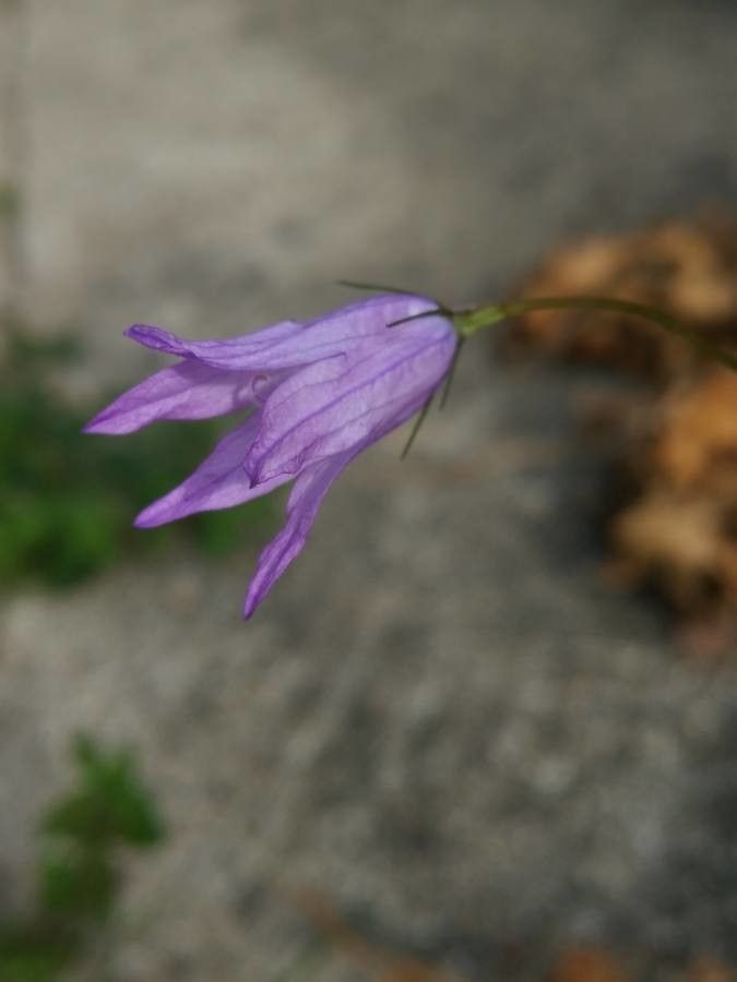 Campanula stenocodon flower