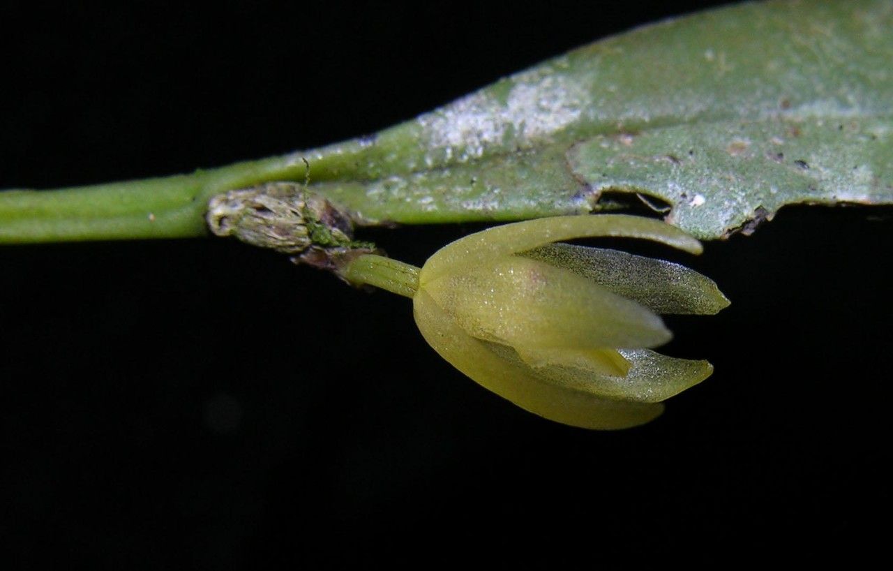 Octomeria costaricensis flower