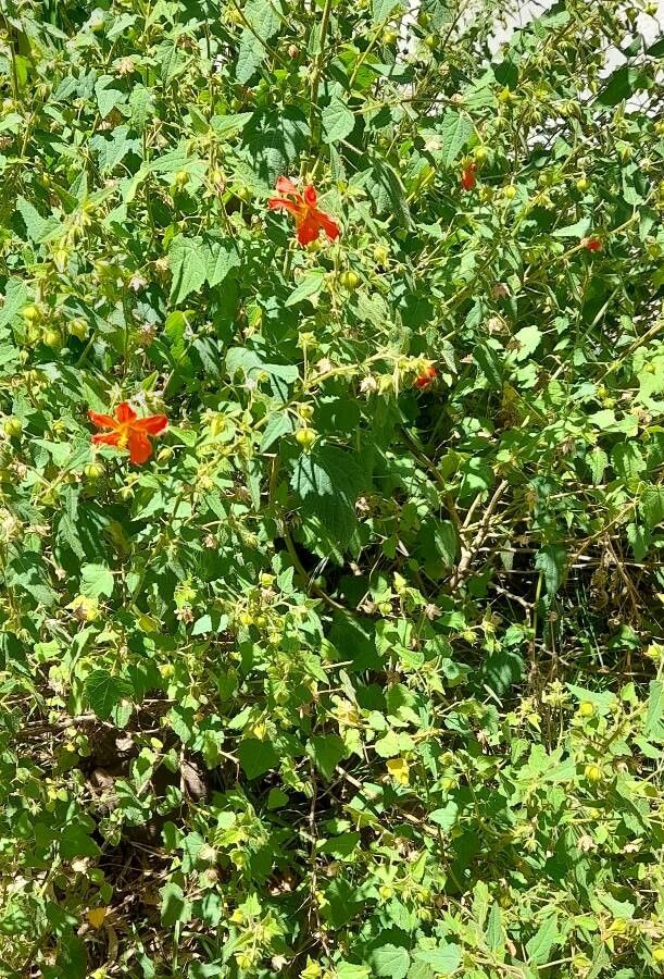 Pavonia missionum habit