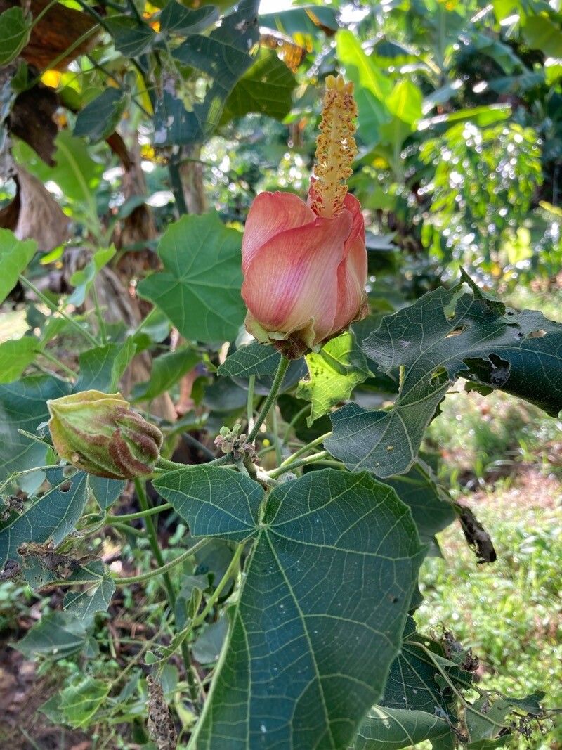 Hibiscus columnaris flower