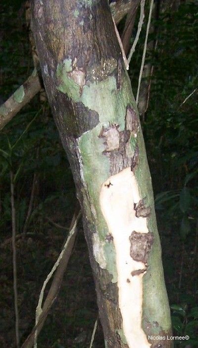 Murraya crenulata bark