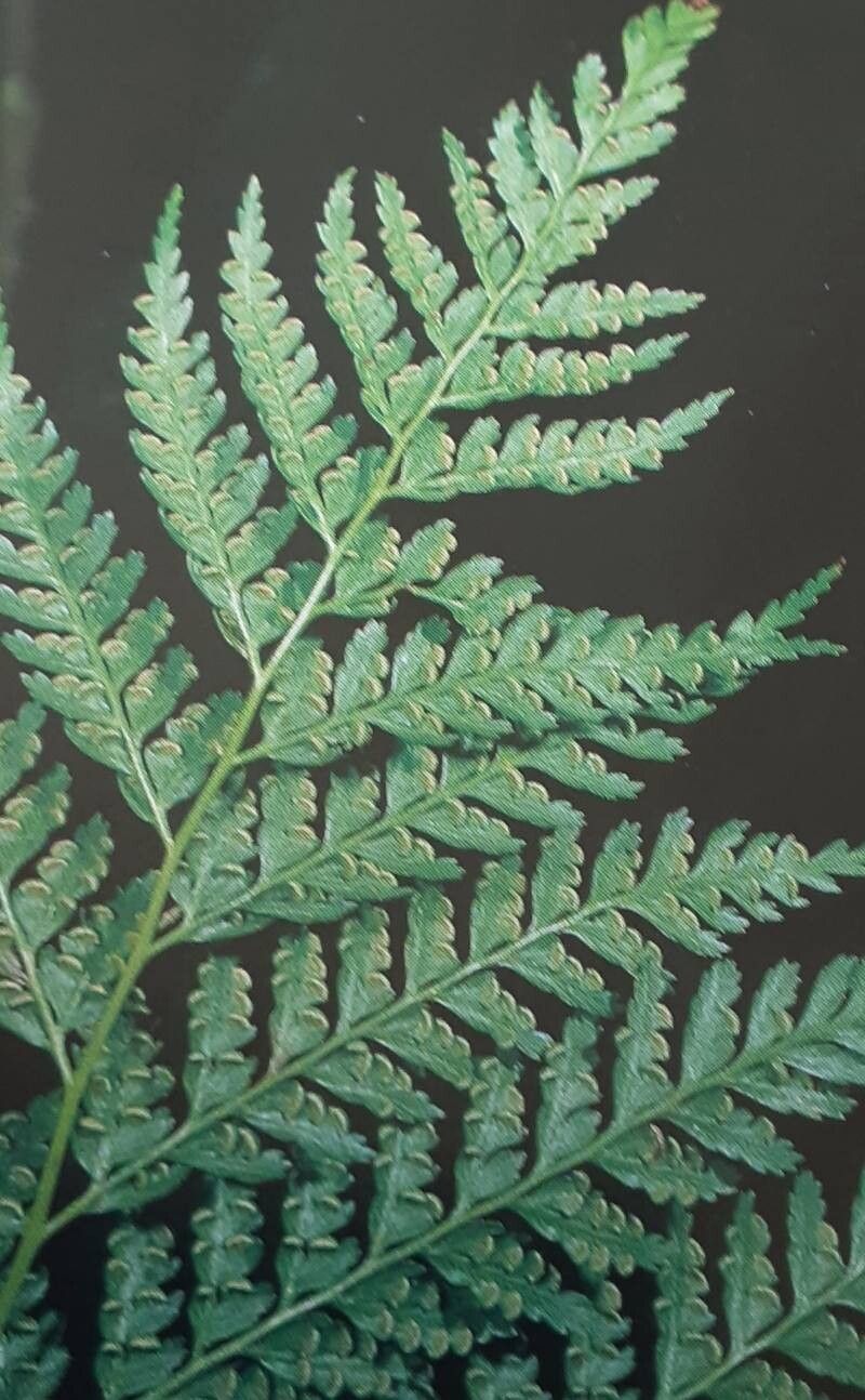 Culcita macrocarpa — houseplant care guide