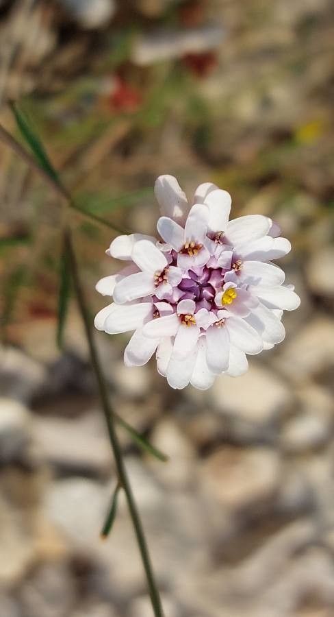 Iberis pinnata flower