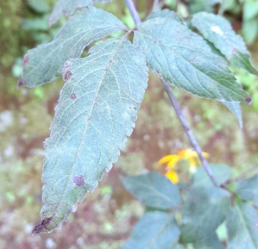 Bidens reptans — natural insect repellents houseplant