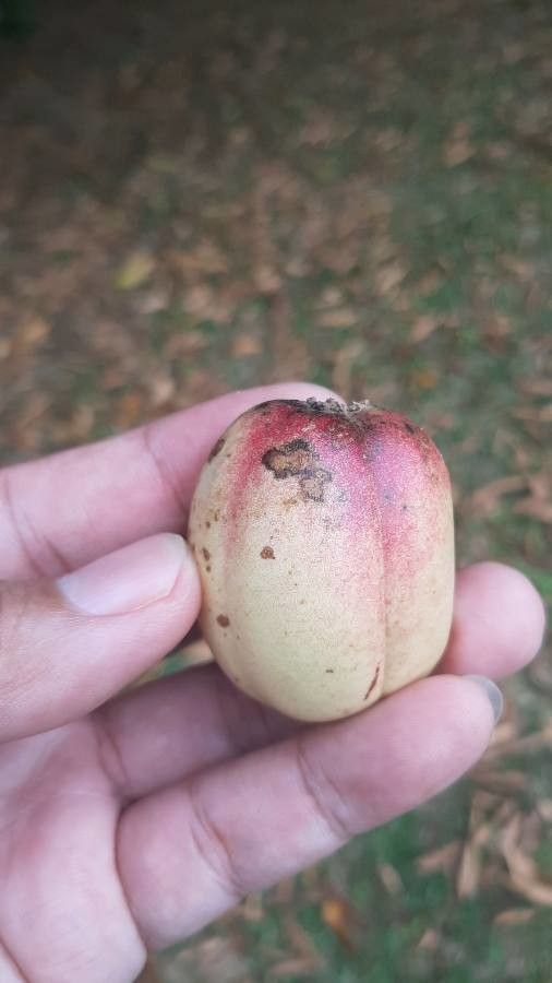 Elateriospermum tapos fruit