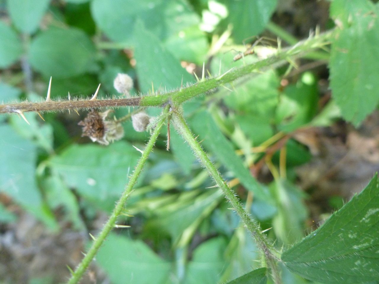 Rubus campaniensis bark