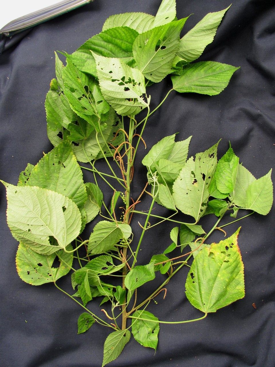 Acalypha villosa other