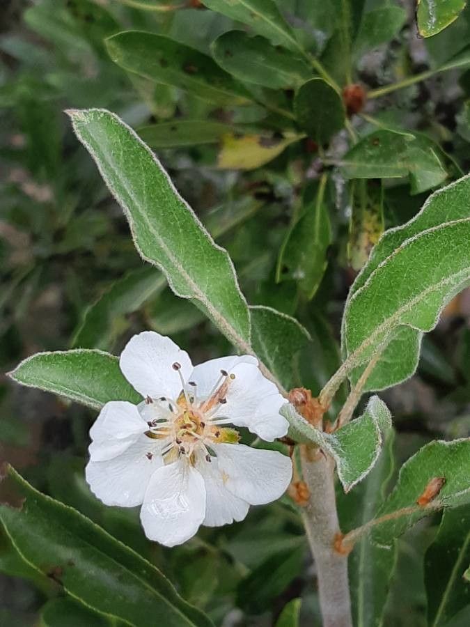 Pyrus amygdaliformis flower