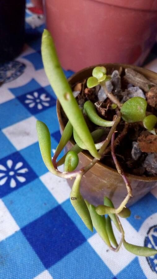 Crassothonna capensis fruit