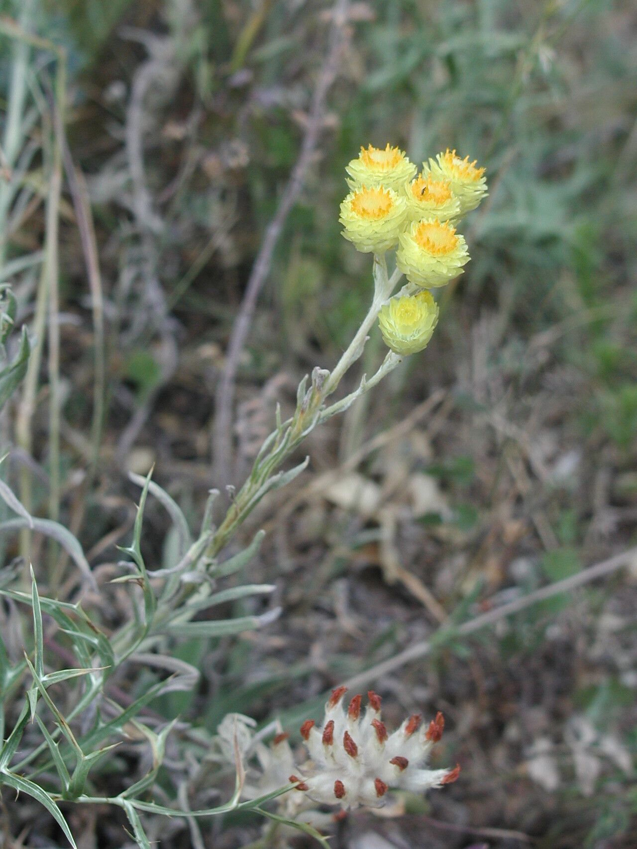 Helichrysum plicatum habit