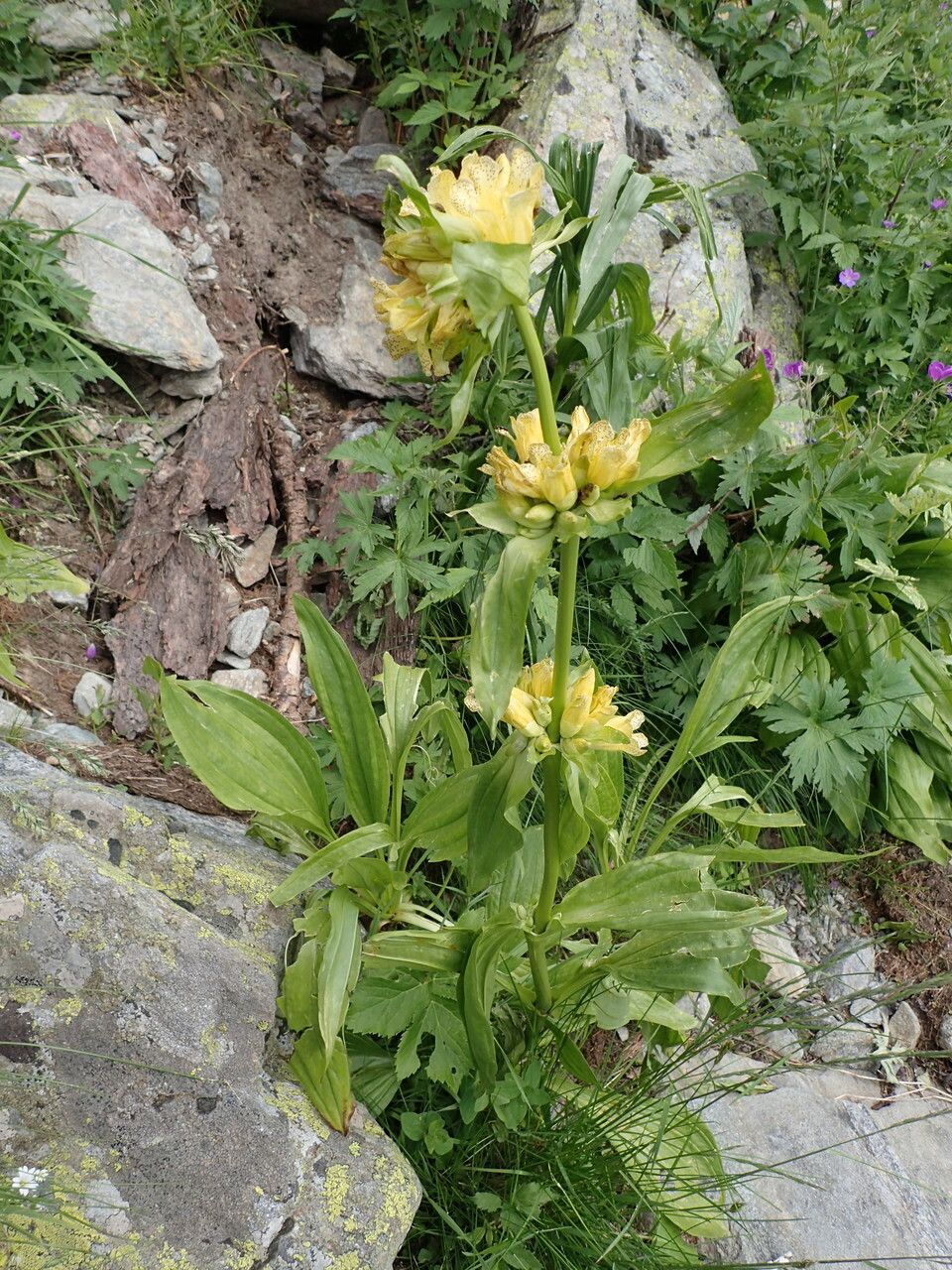 Gentiana burseri habit