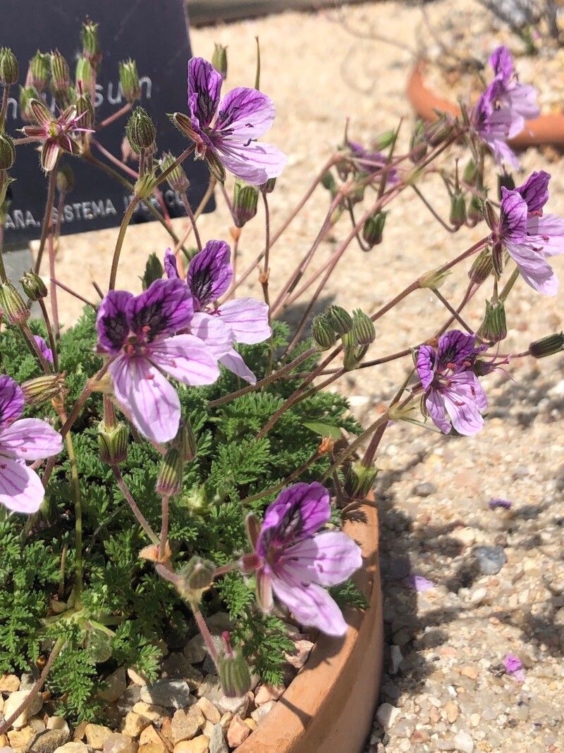 Erodium glandulosum flower