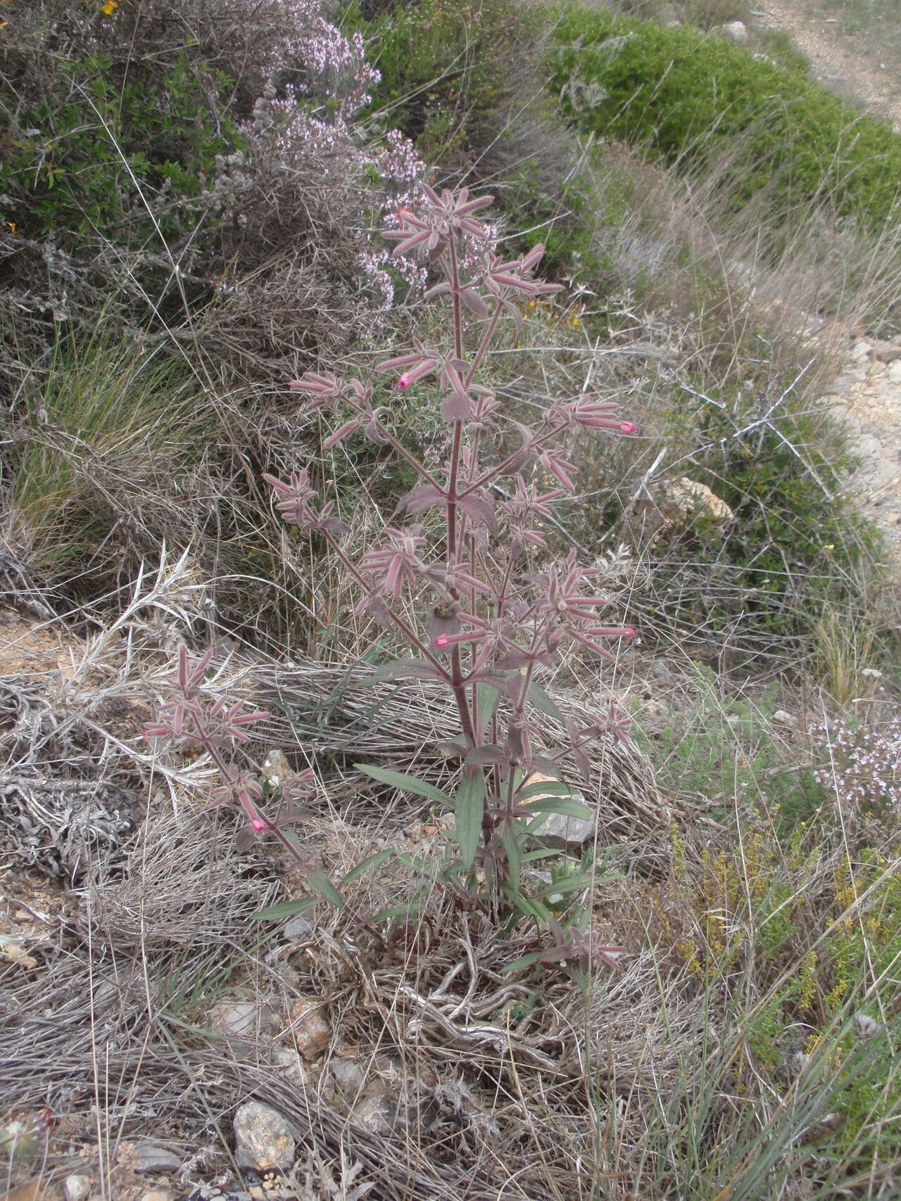 Saponaria glutinosa habit