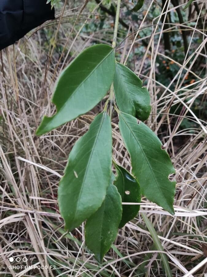 Euonymus myrianthus — search result for 'Euonymus'