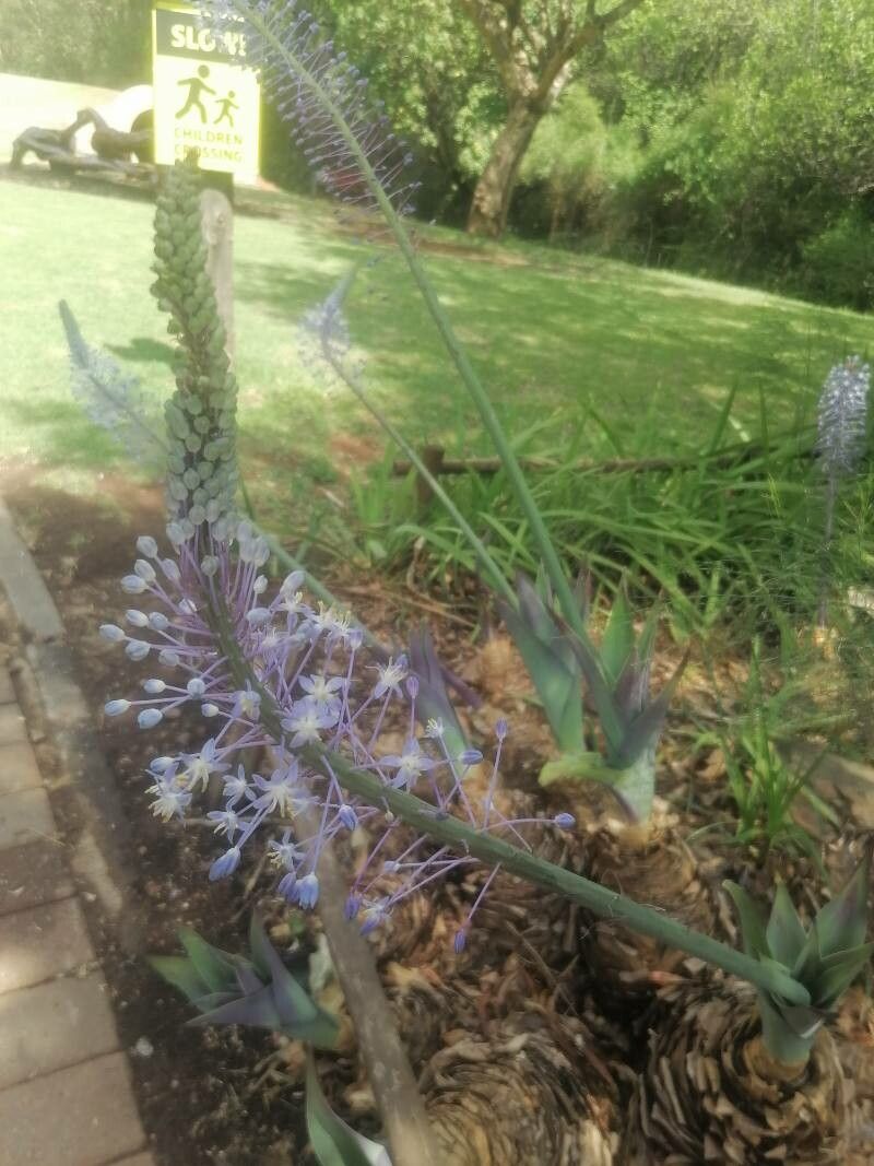 Merwilla dracomontana flower