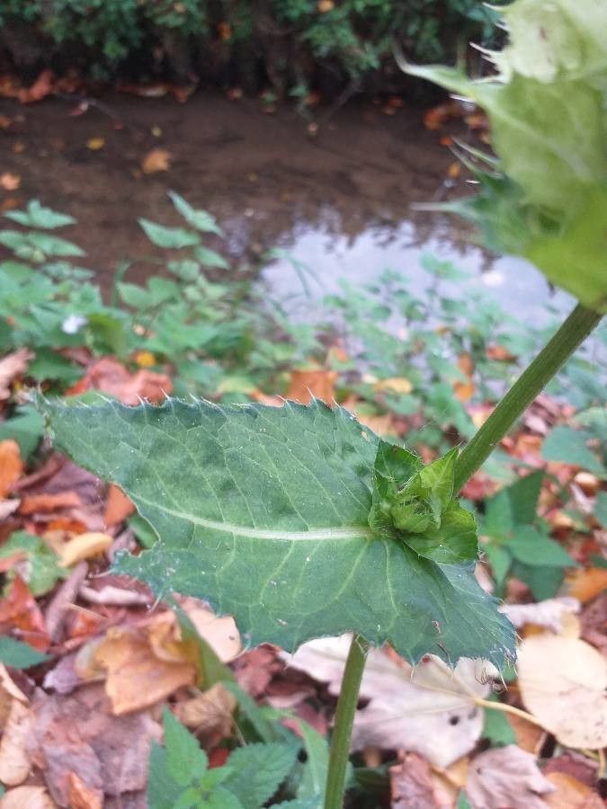 Cirsium oleraceum leaf