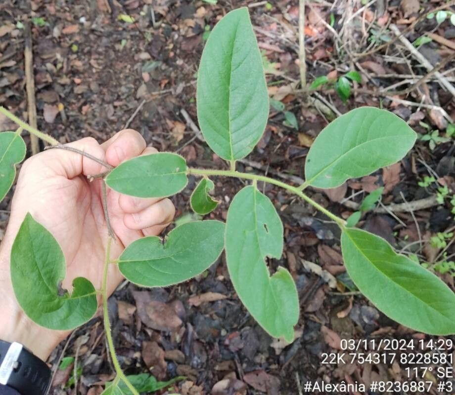 Diospyros ovalis — houseplant care guide