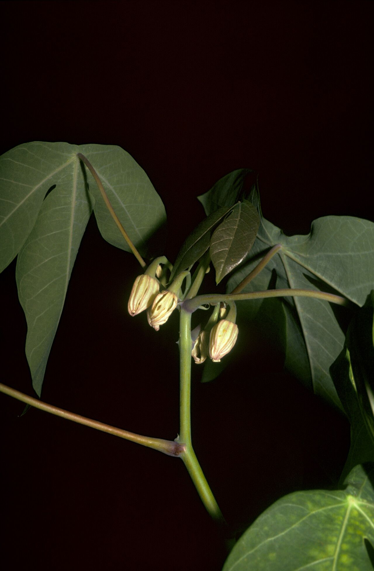 Manihot carthagenensis flower