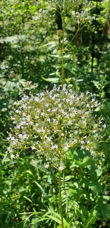 Galium rubioides flower