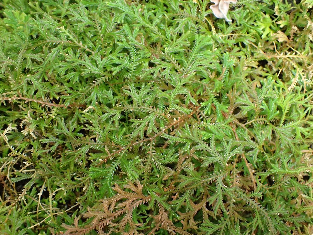 Selaginella concinna habit