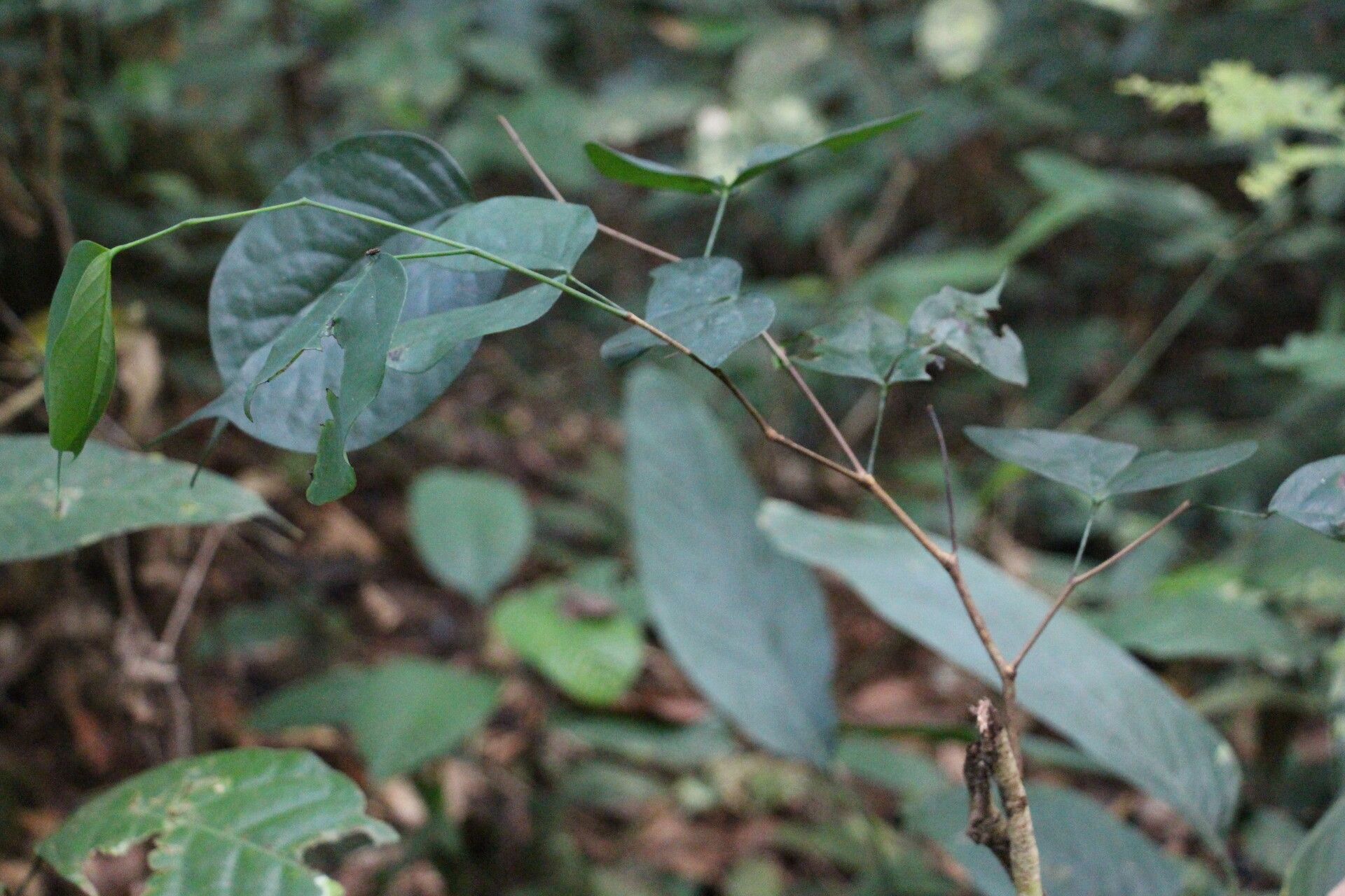 Guibourtia pellegriniana habit
