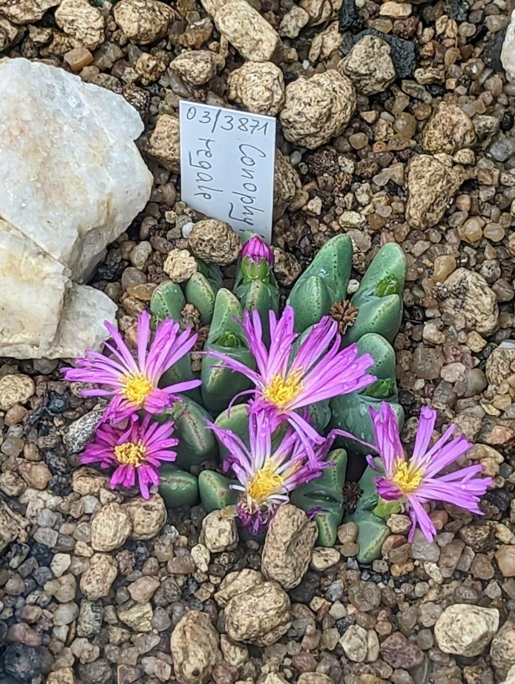 Conophytum regale — houseplant care guide