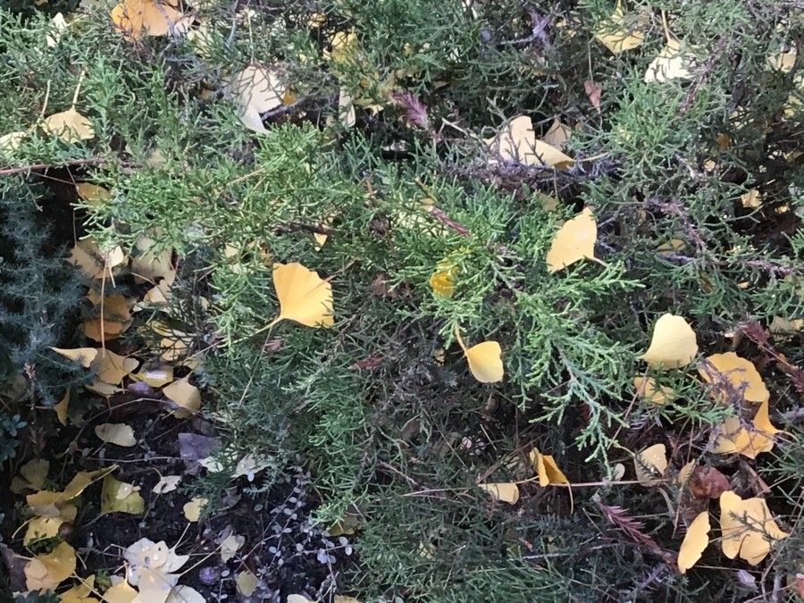 Juniperus ashei leaf