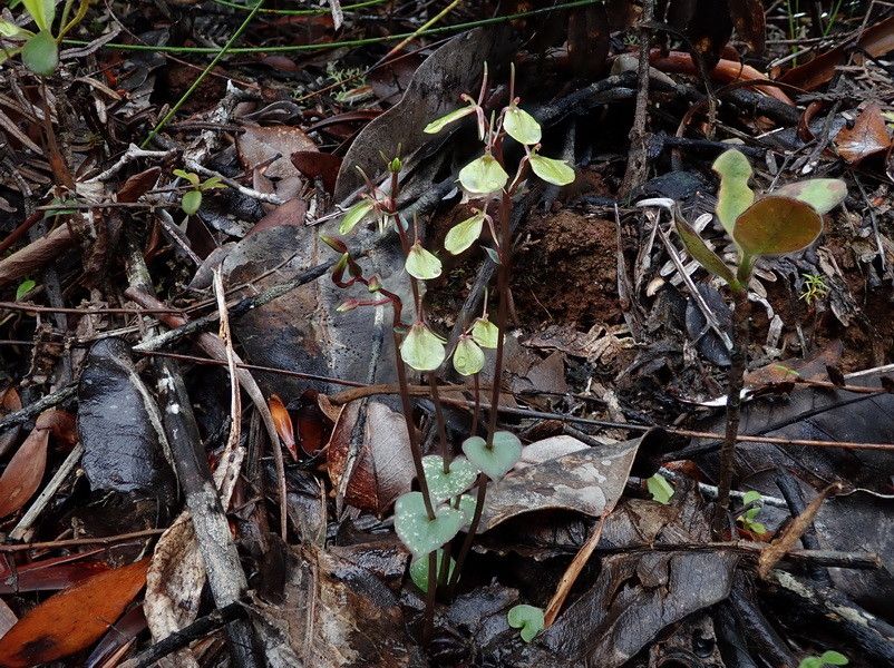 Acianthus confusus habit