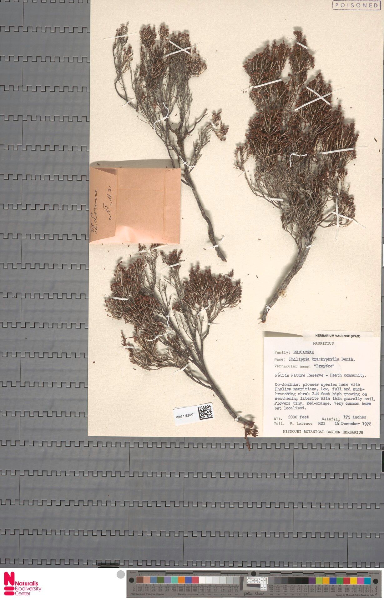 Erica brachyphylla — search result for 'Erica'