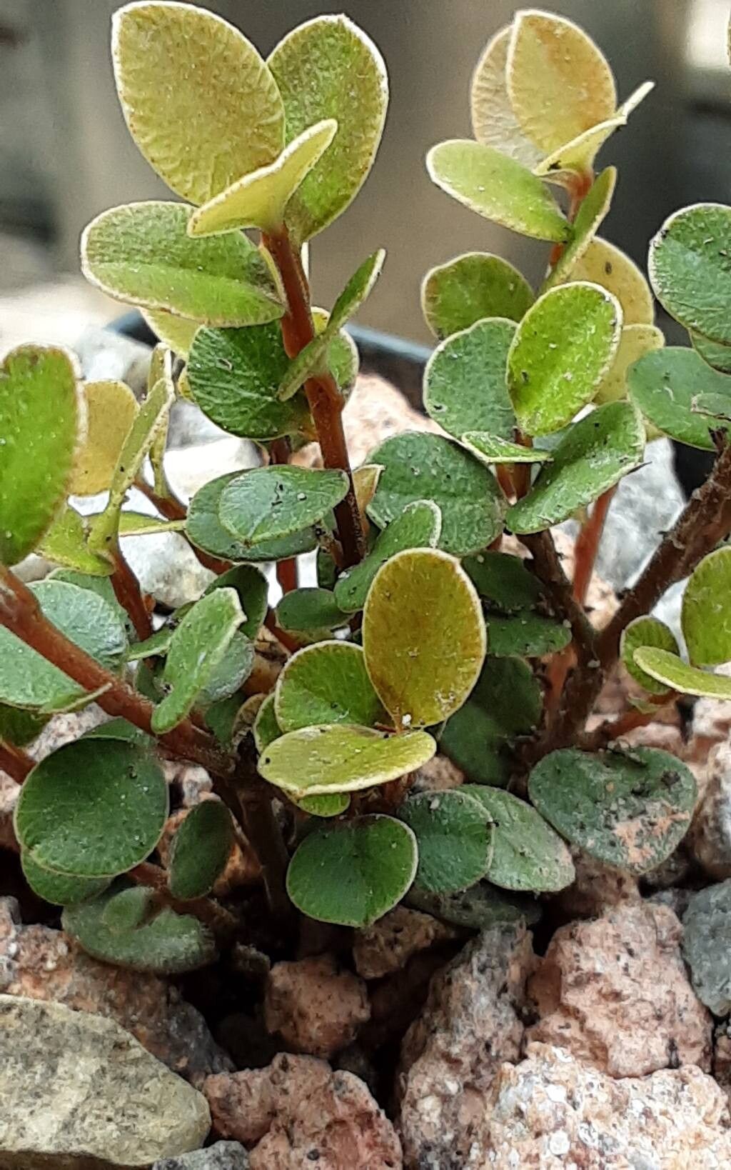 Myrsine nummularia leaf