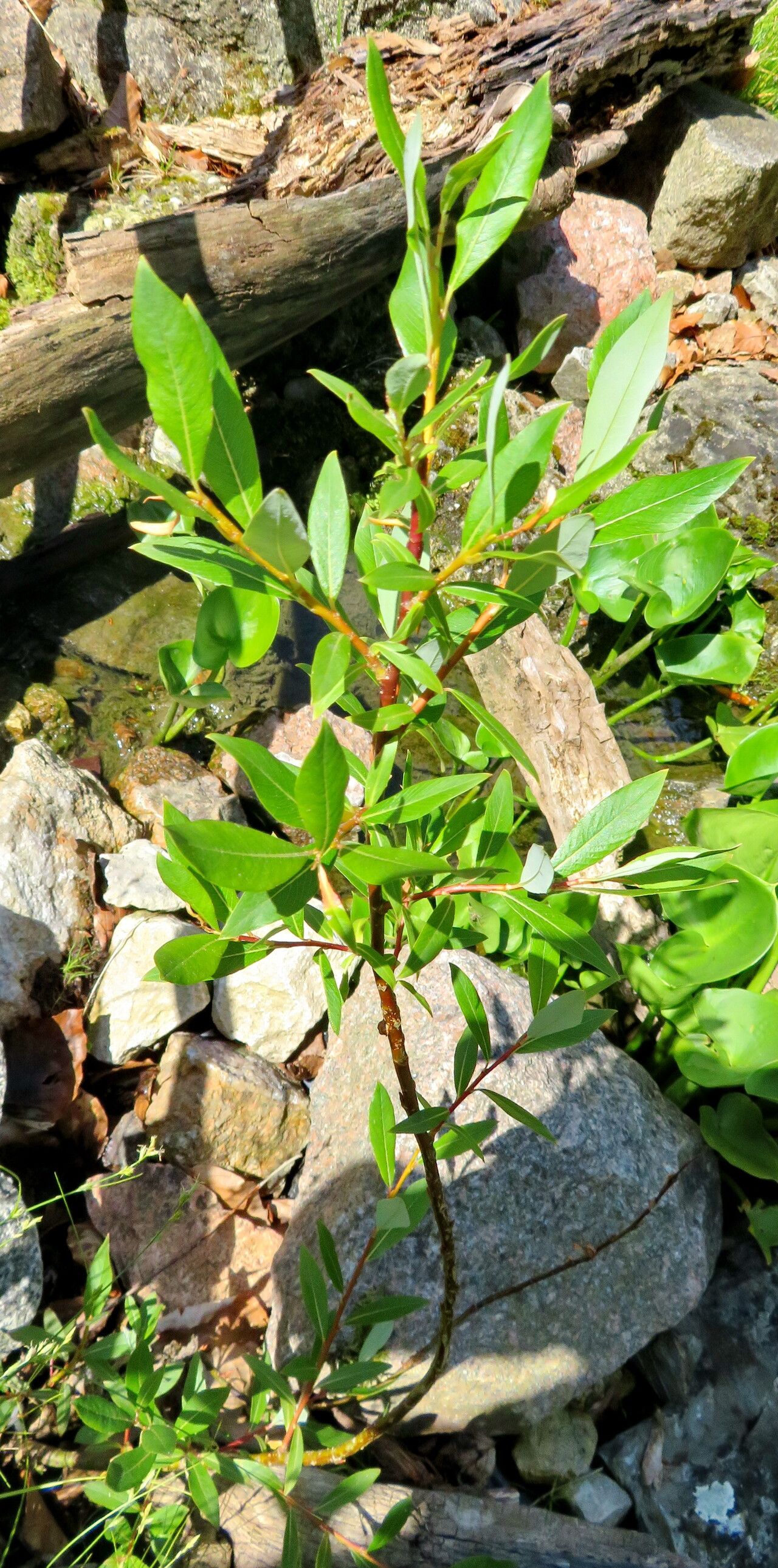 Salix arbusculoides habit
