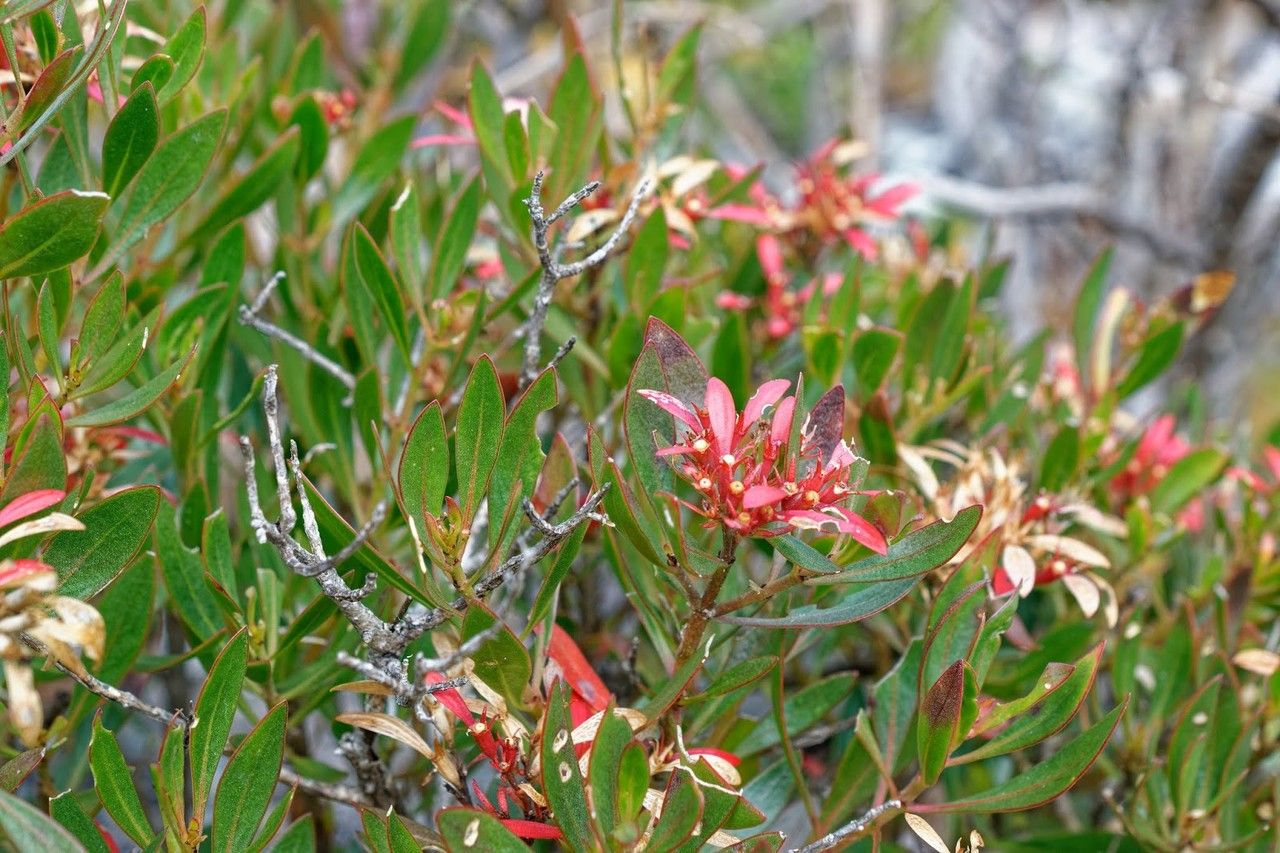 Nematostylis anthophylla — houseplant care guide