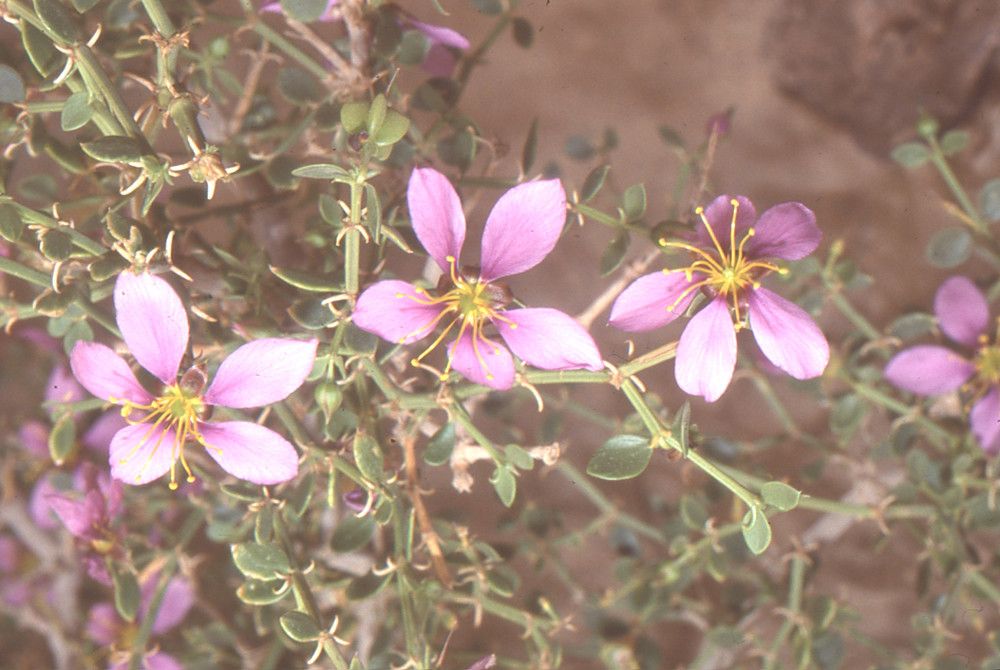 Fagonia harpago — houseplant care guide