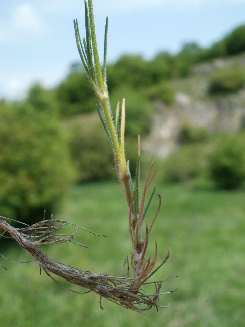 Minuartia glomerata — houseplant care guide