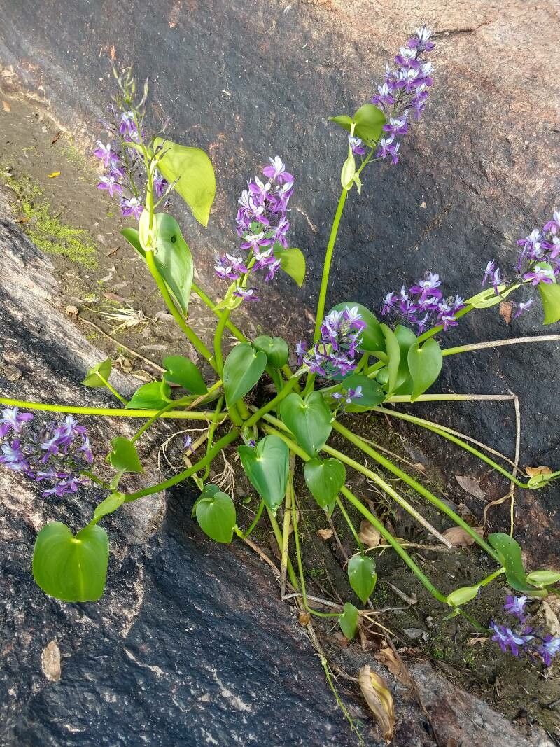 Pontederia paniculata other