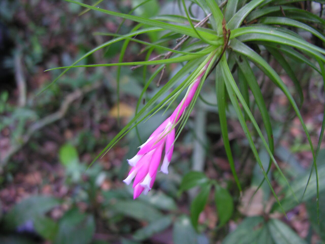 Tillandsia tenuifolia flower