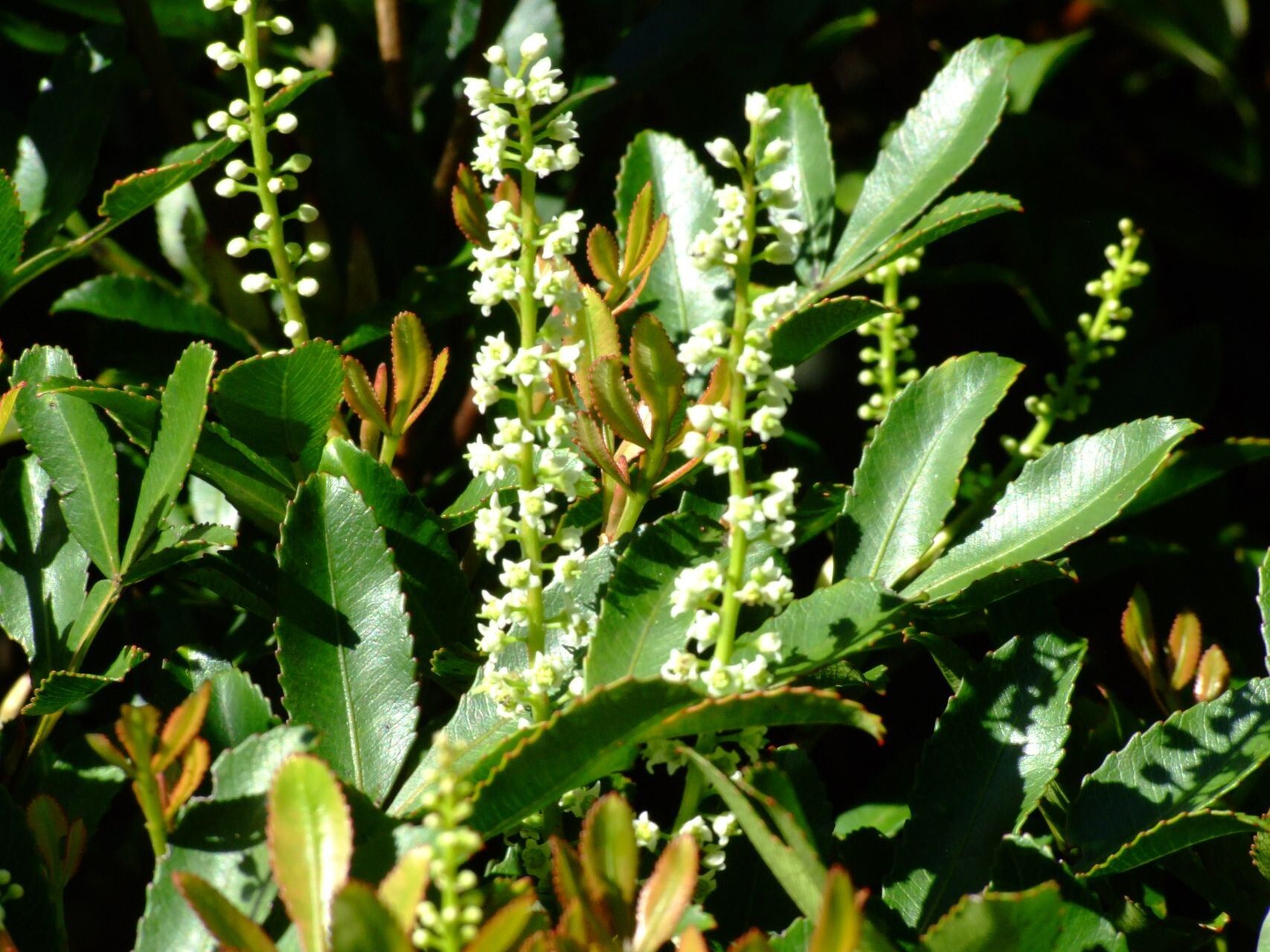 Cunonia aoupiniensis habit